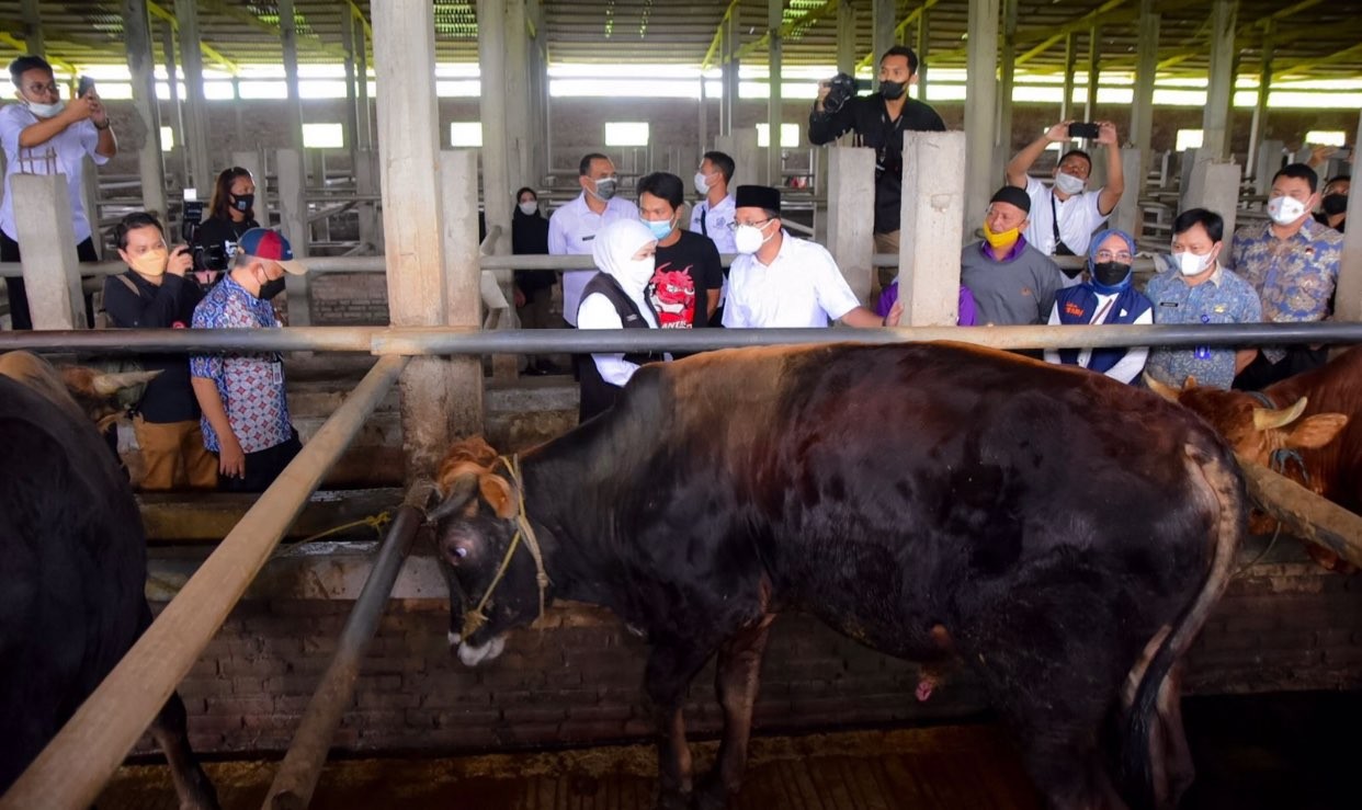 Gubernur Jatim, Khofifah Indar Parawansa saat mengecek kondisi sapi (Foto: dok. Humas Pemprov Jatim)