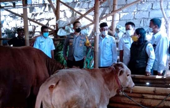 Bupati Bondowoso Salwa Arifin bersama Disnakkan setempat meninjau sapi sembuh dari PMK.(Foto: Guido Saphan/Ngopibareng.id)