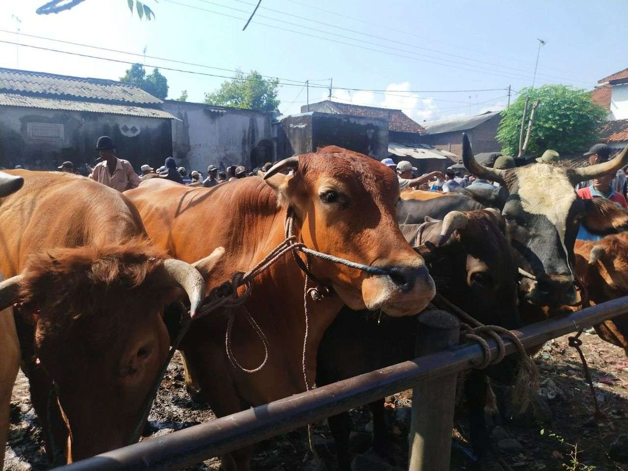 Salah satu pasar hewan di Kabupaten Probolinggo yang retribusinya terpengaruh wabah PMK. (Foto: Ikhsan Mahmudi/Ngopibareng.id)