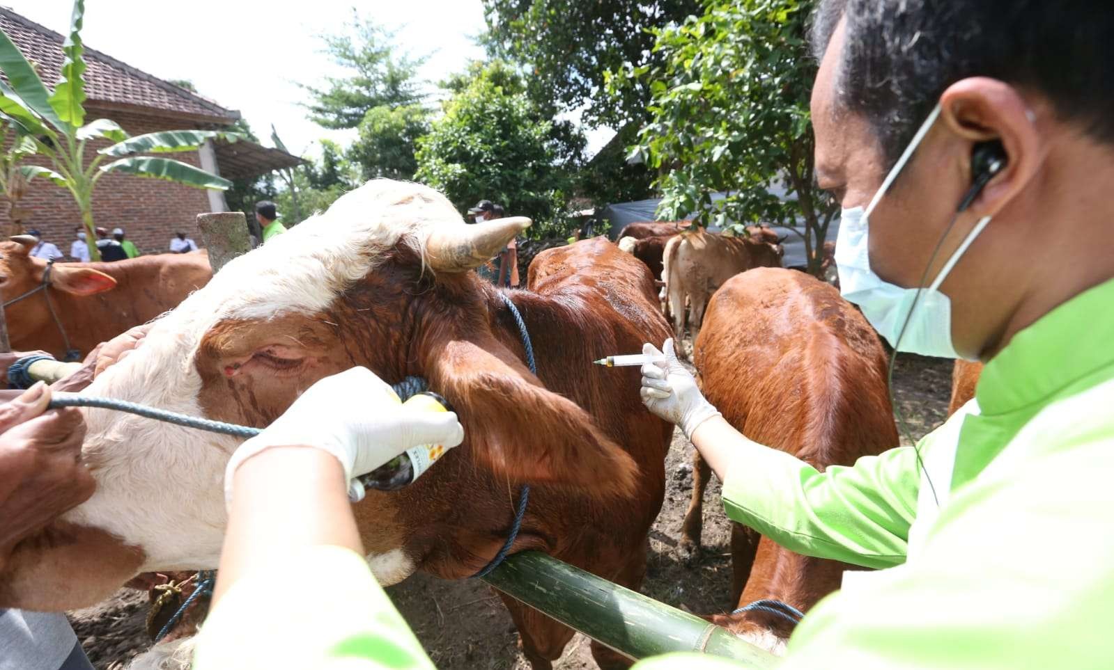 Petugas Kesehatan Hewan mengecek kondisi seekor sapi. (Foto: Istimewa)