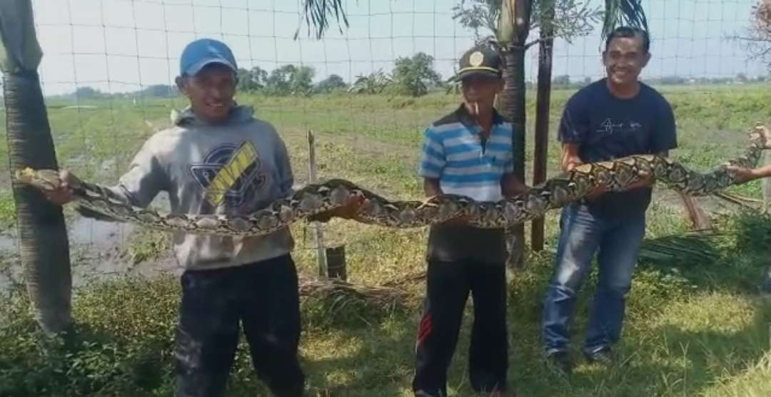 Warga tangkap ular sanca.(Dok BPBD Kabupaten Mojokerto)