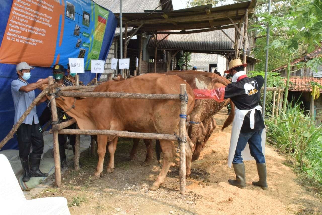 Pemkab Lamongan melarang penjualan hewan kurban di lapak-lapak dadakan jelang Idul Adha. (Foto: Imron Rosidi/Ngopibareng.id)