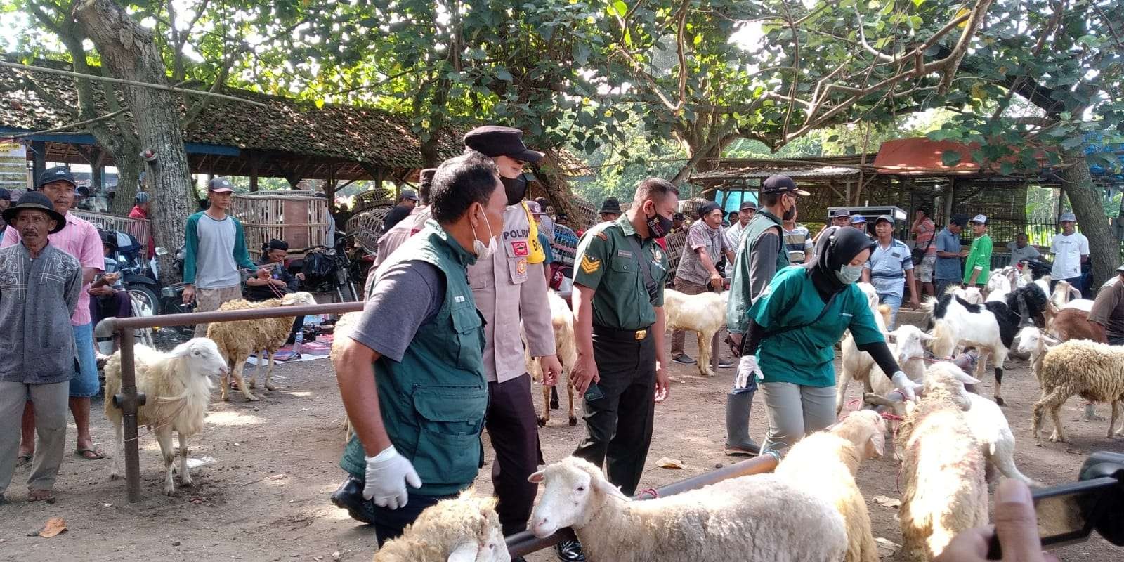 Petugas mengecek kambing satu persatu di pasar hewan terkait wabah Penyakit Mulut dan Kuku atau PMK. (Foto: Istimewa)