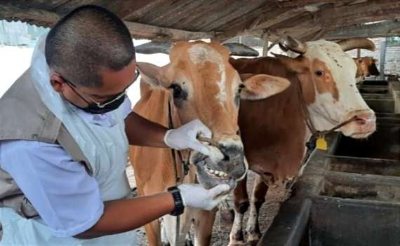 Pemkab Situbondo dapat kiriman vaksin PMK dari Pemprov Jatim untuk tingkatkan kekebalan sapi dari paparan PMK. (Foto: Istimewa)
