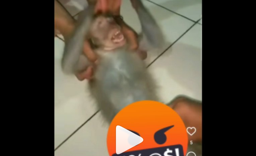 Video sekelompok pemuda sedang menyiksa seekor monyet viral di Instagram. Pendiri Animal Defenders Indonesia Doni Herdaru pun mengingatkan para pelaku. (Foto: Tangkapan layar)