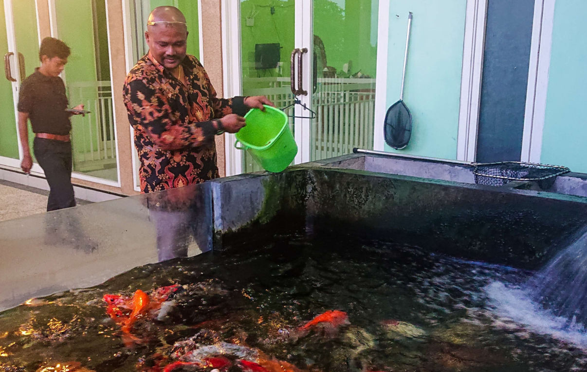 Edy Tarigan sedang memberi makan ikan koi di kolam rumahnya (Foto : Aini/Ngopibareng.id)