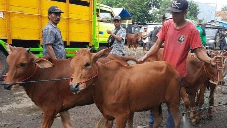 Suasana salah satu pasar hewan di Kabupaten Probolinggo. Sebanyak 9.000 dosis vaksin siap disuntikkan untuk sapi di Kabupaten Probolinggo. (Foto: Ikhsan Mahmudi/Ngopibareng.id)