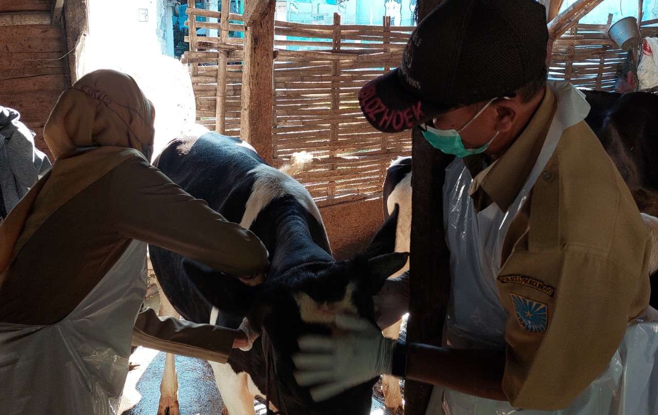 Petugas sedang menyuntikkan vaksin PMK di sebuah kandang sapi perah di Kelurahan/Kecamatan Mayangan, Kota Probolinggo. (Foto: Ikhsan Mahmudi/Ngopibareng.id)