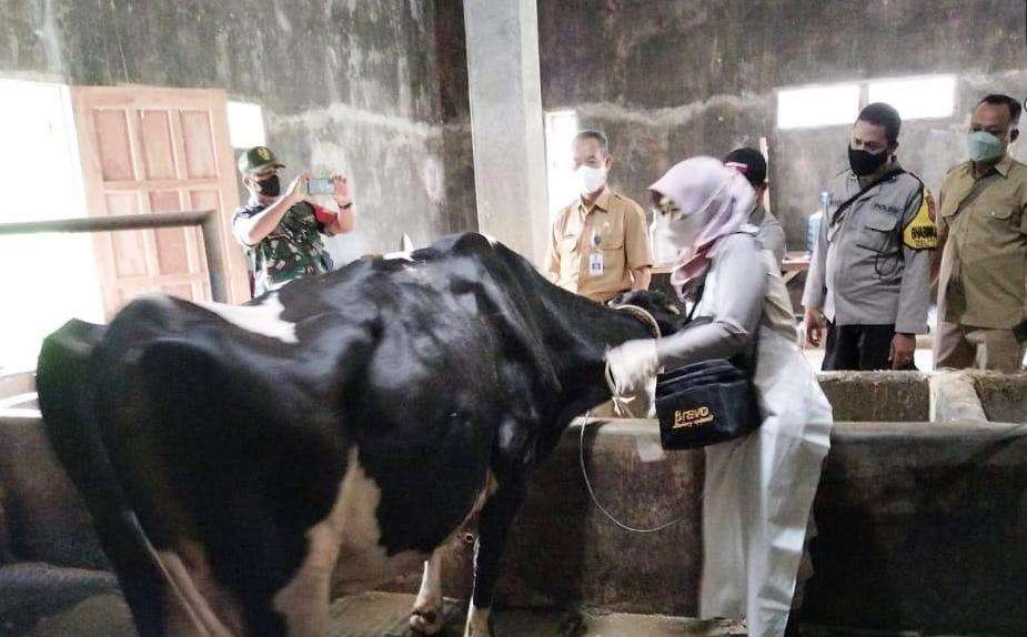 Petugas mengecek kondisi sapi di Banyuwangi. (Foto: Istimewa)