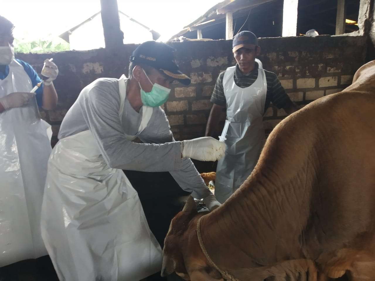 Petugas sedang memberikan vaksin pada sapi di Lamongan. (Foto: Istimewa)