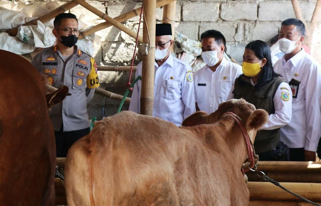 Tim kesehatan hewan Disnakkan Bondowoso saat memantau sapi di Kecamatan Curahdami yang sembuh dari PMK. (Foto: Guido Saphan/ngopibareng.id)