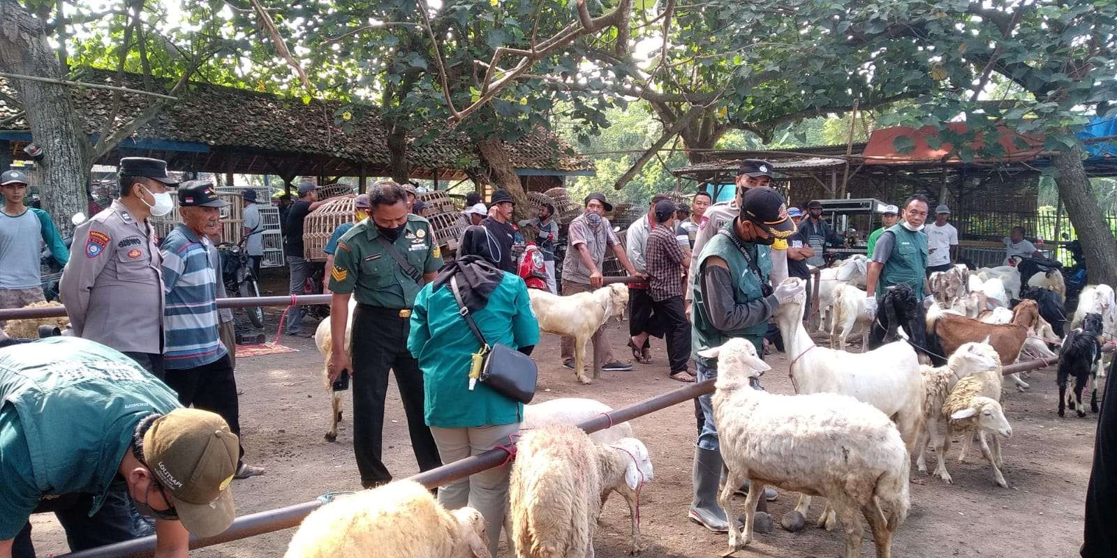 Petugas gabungan sedang mengecek kondisi kambing di Pasar Hewan Kecamatan Balung (Foto: Istimewa)