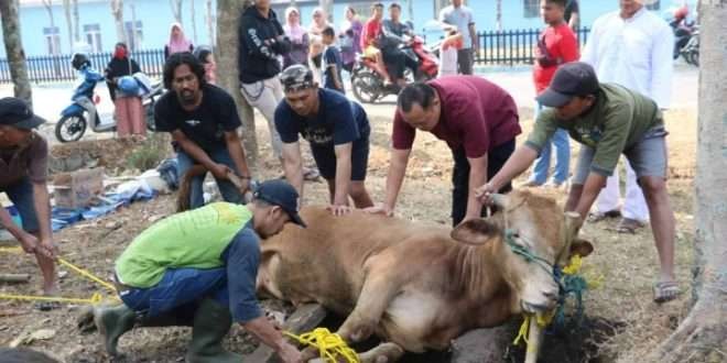 Walikota Pasuruan keluarkan surat edaran pelaksanaan penyembelihan hewan kurban di masa PMK. (Foto: Ilustrasi)