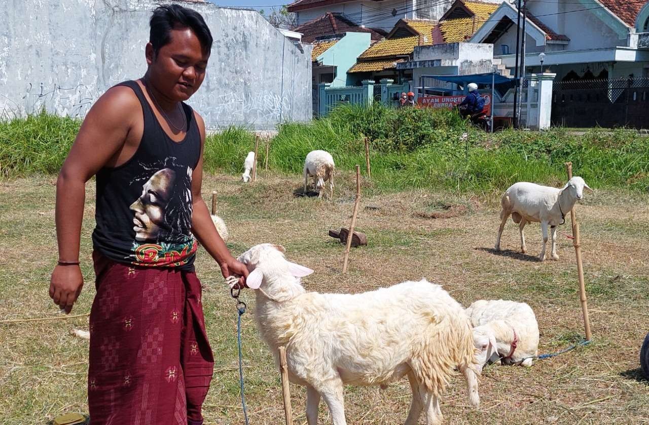Salah satu penjual domba kurban musiman di Kota Probolinggo, yang mengaku omzet penjualannya merosot menjelang Idul Adha. (Foto: Ikhsan Mahmudi/Ngopibareng.id)