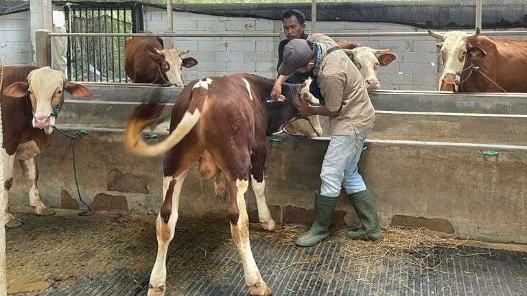 Vaksinasi pencegahan penyakit mulut dan kuku (PMK) sapi di Lamongan terus bergerak (Foto: Istimewa)