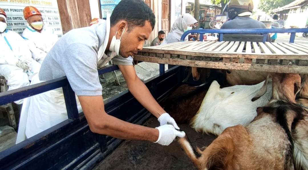 Petugas gabungan memeriksa hewan yang akan masuk Pasar Muning, Kota Kediri. (Foto: Fendhy Plesmana/Ngopibareng.id)