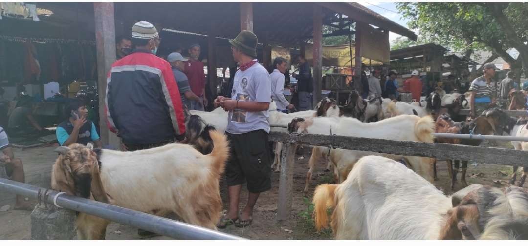 Pada perayaan Idul Adha tahun ini jumlah populasi hewan ternak kurban di wilayah Kota Kediri mengalami penurunan jika dibandingkan tahun sebelumnya. (Foto: Fendy Plesmana/Ngopibareng.id)