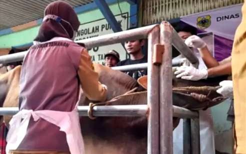 Petugas Puskeswan Bondowoso menyuntikkan vaksin PMK pada sapi dari kandang ke kandang. (Foto: Istimewa)