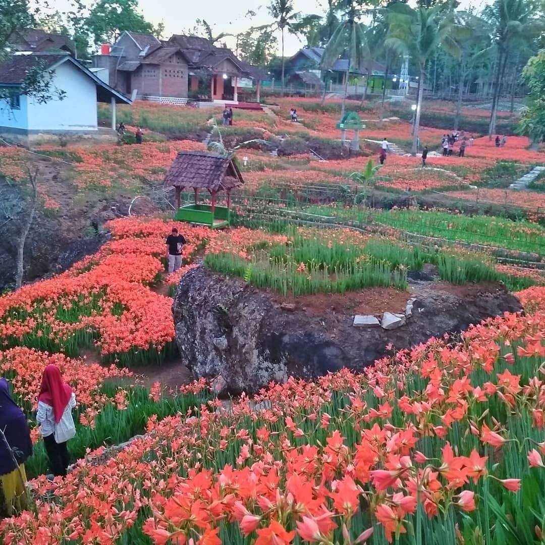 Ilustrasi wisata alam di taman bunga Amarilis di Gunungkidul.  (Foto: Istimewa)