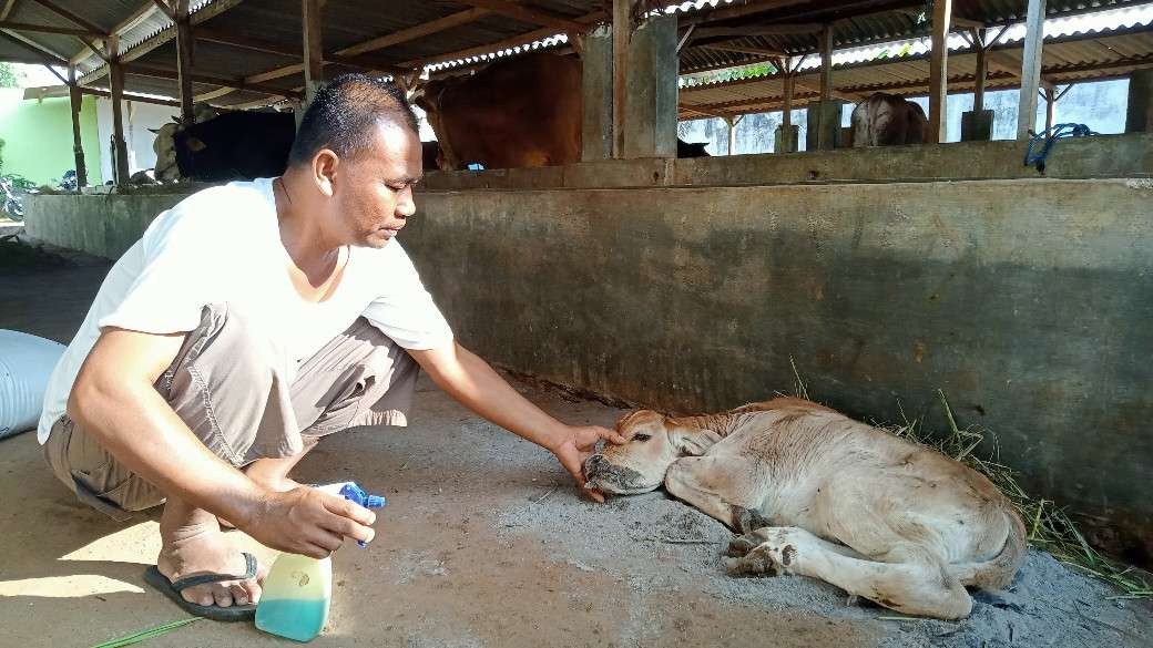 Peternak Tuban beberapa hari yang lalu sedang memberikan obat kepada sapi yang terjangkit PMK (Khoirul Huda/Ngopibareng.id)
