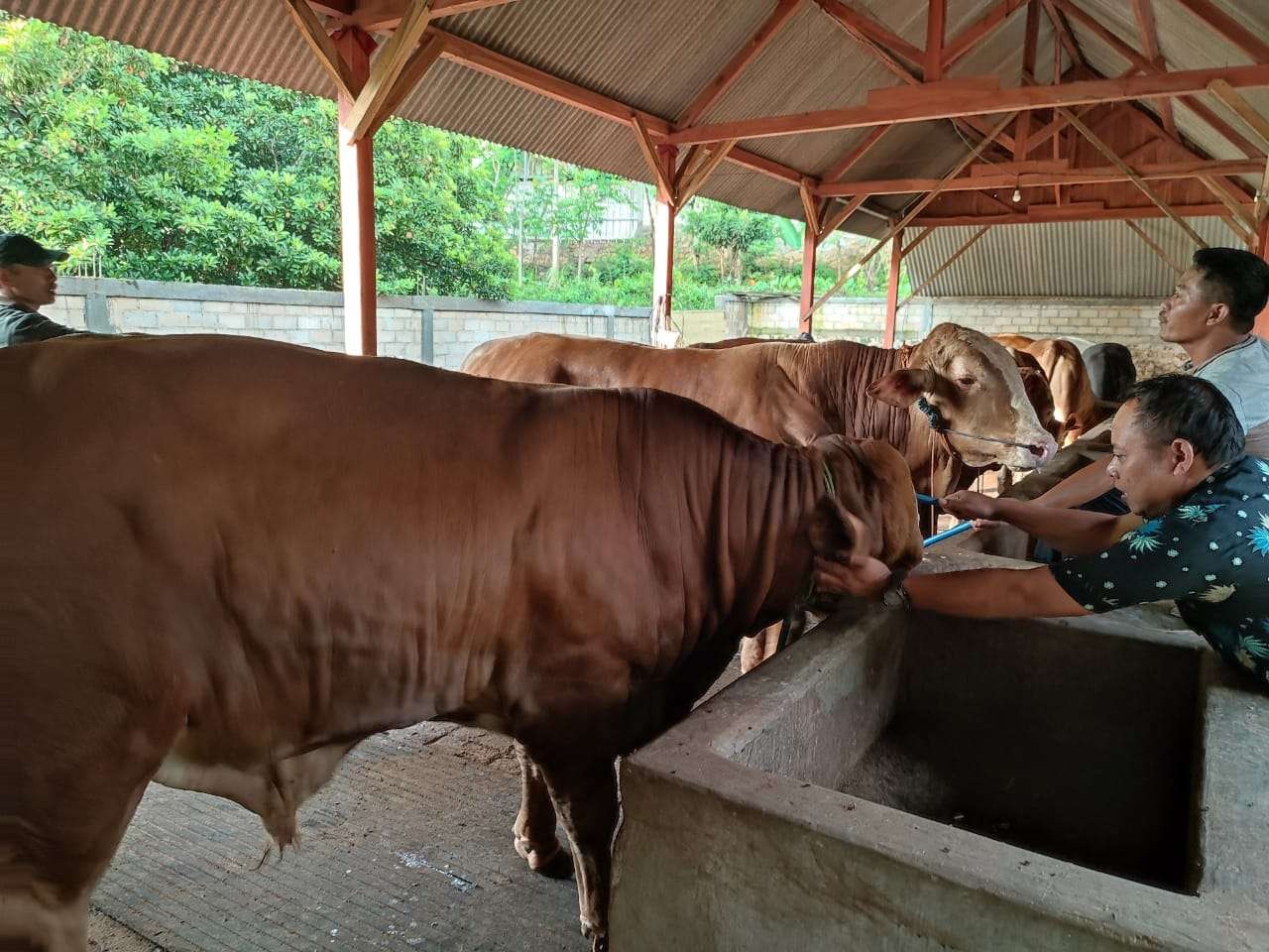 Ternak sapi di Desa Palon, Kecamatan Jepon, Blora, dikelola secara berkelompok. PMK tak hambat distribusi ternak. (Foto: Ahmad Sampurno/Ngopibareng.id)
