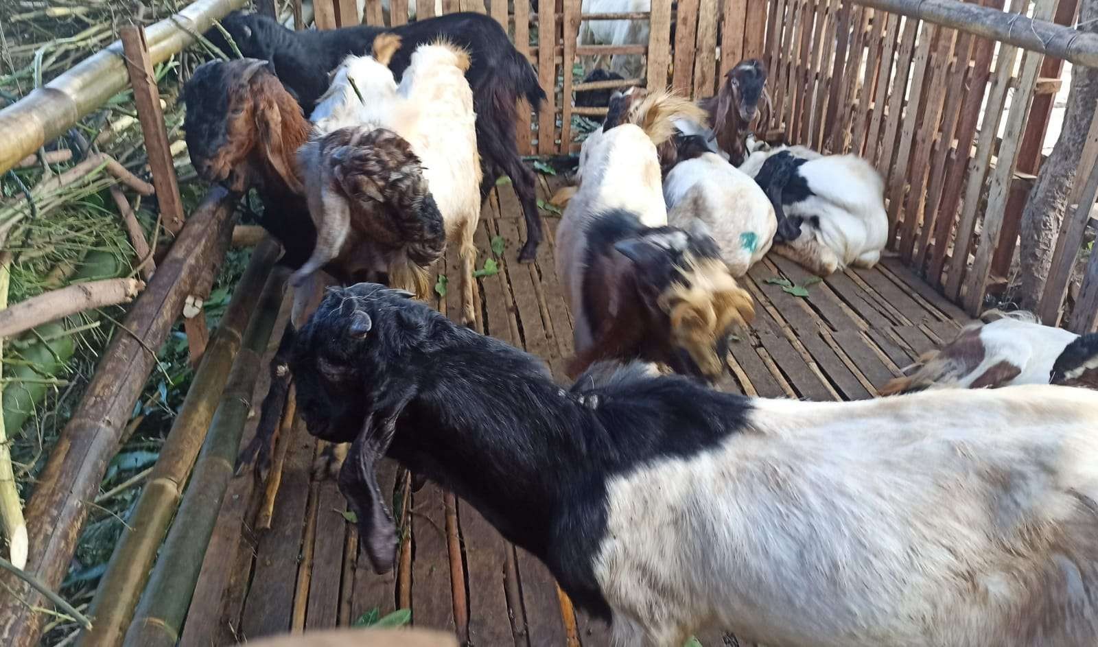 Penyebaran PMK di Banyuwangi mulai melandai. Hingga saat ini PMK belum ditemukan pada ternak kambing atau domba. (Foto: Muh Hujaini/Ngopibareng.id)