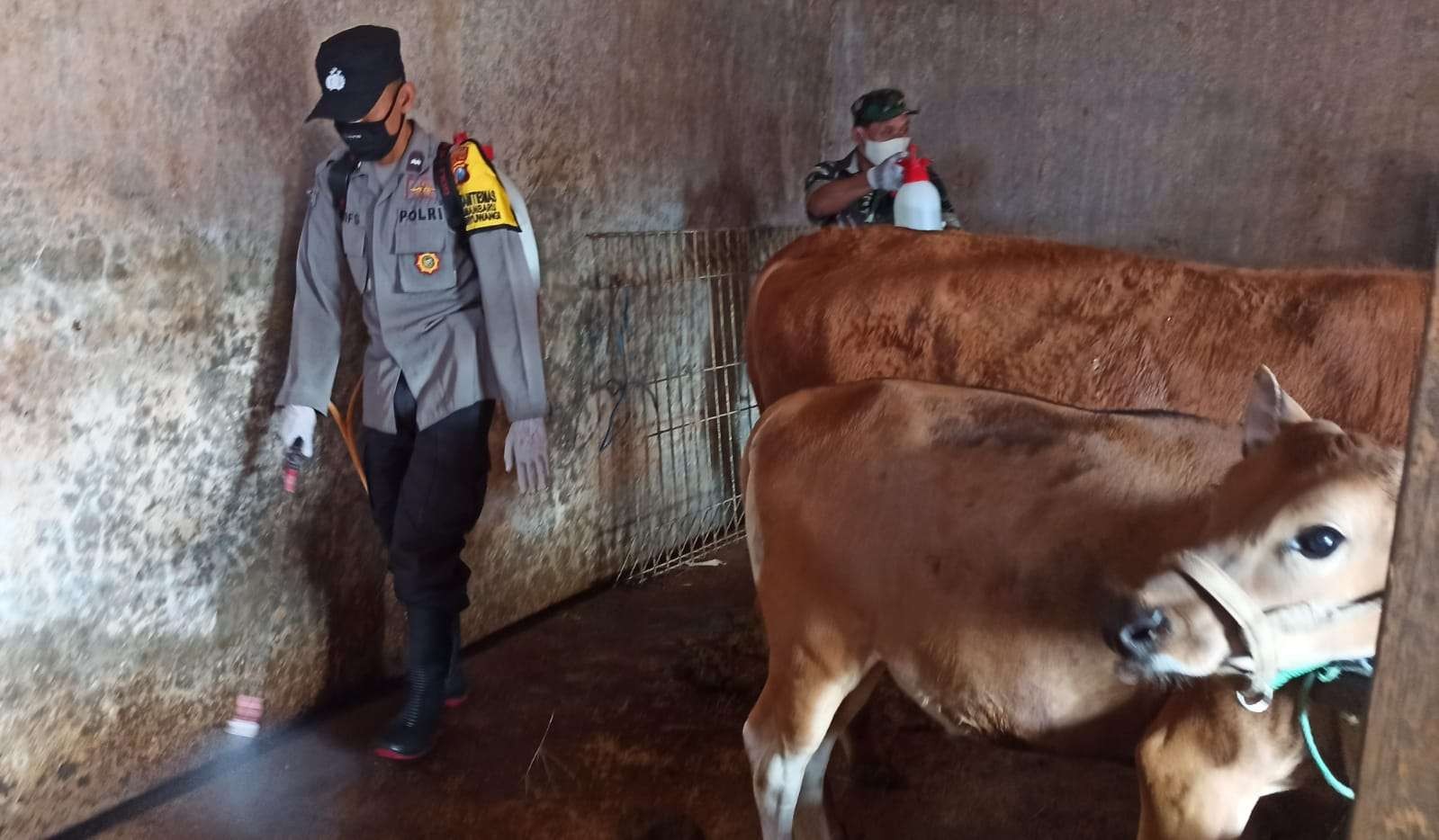 Petugas TNI-Polri melakukan disinfeksi di sebuah kandang sapi untuk mencegah penyebaran wabah PMK (Foto: Muh Hujaini/Ngopibareng.id)