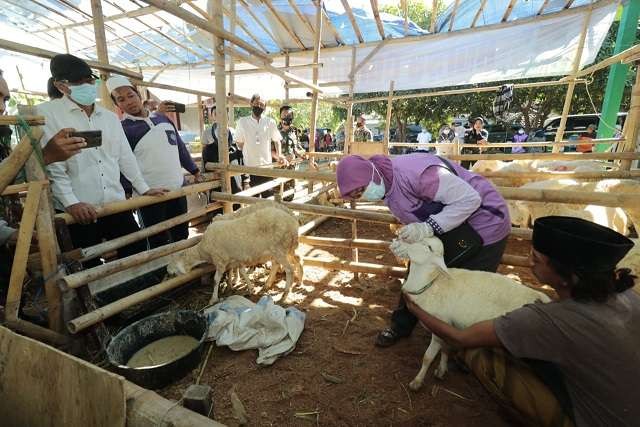 etugas gabungan saat inspeksi mendadak (sidak) hewan kurban yang dijual musiman di Kota Probolinggo, Jumat 8 Juli 2022. (Foto: Ikhsan Mahmudi/Ngopibareng.id)