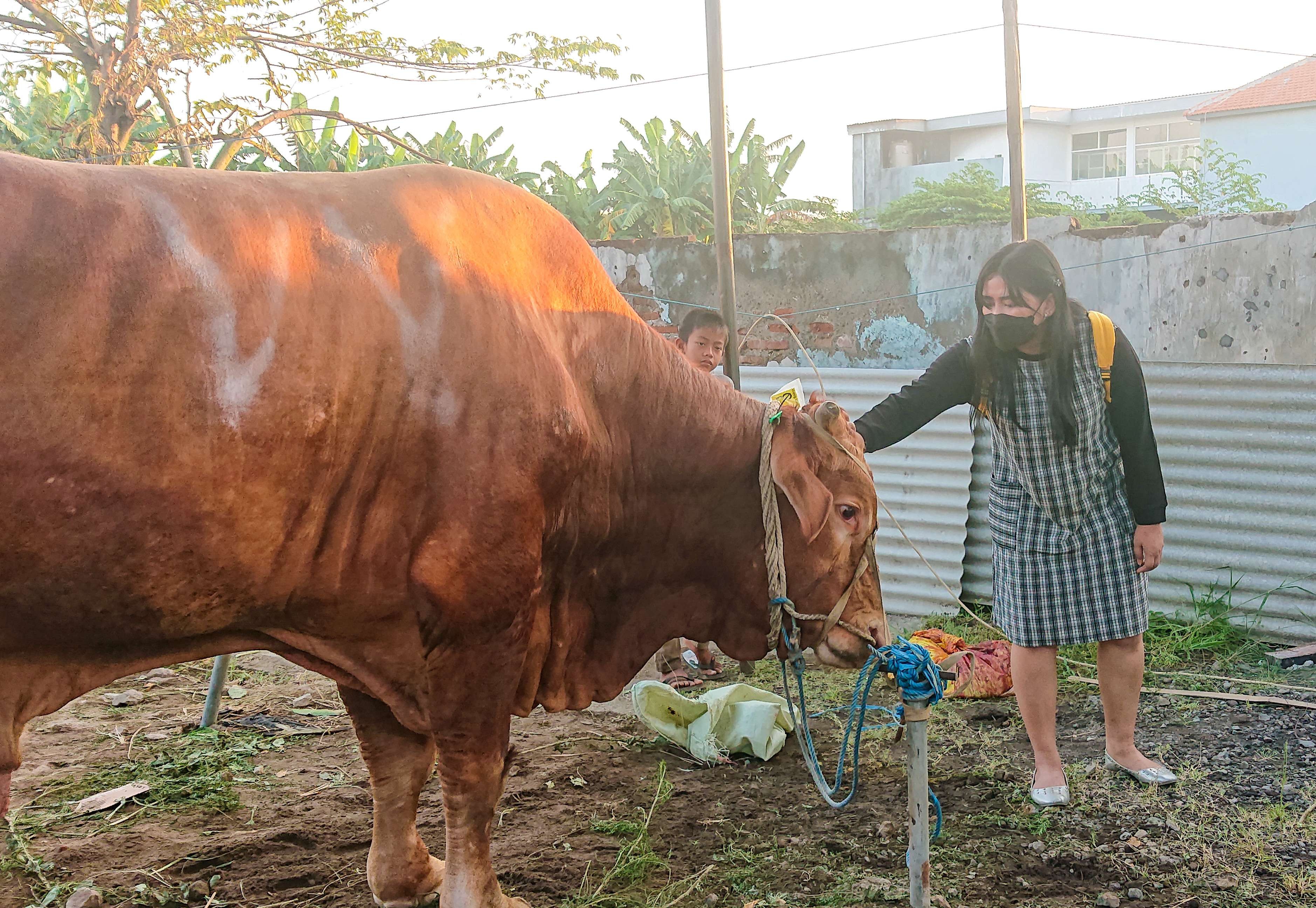 Mella Rossa mengelus sapi kurban vivi sebelum disembelih (foto :Aini/Ngopibareng.id)