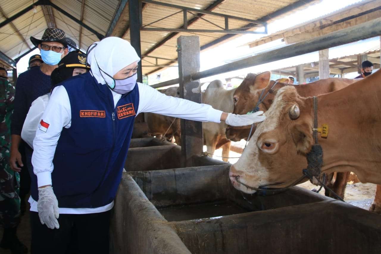 Gubernur Jatim, Khofifah Indar Parawansa saat meninjau lokasi peternakan sapi beberapa waktu lalu. (Foto: Istimewa)