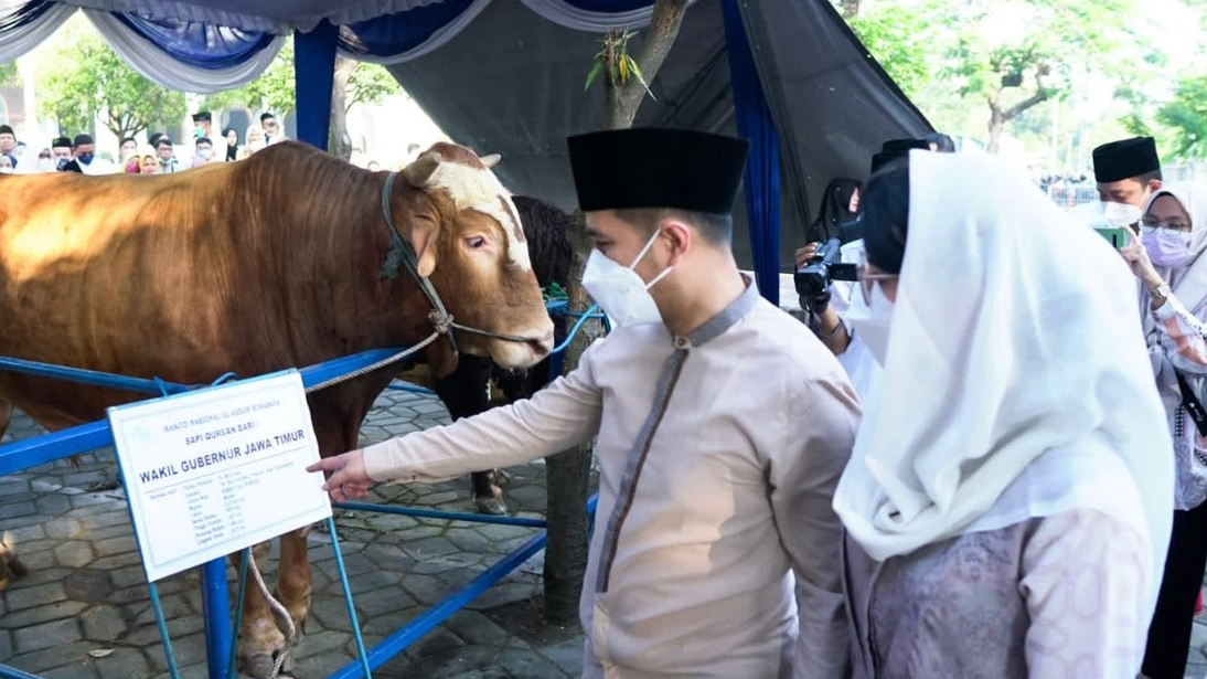 Plt Gubernur Jawa Timur (Jatim), Emil Elistianto Dardak saat melihat sapi kurbannya di Masjid Al Akbar Surabaya (Foto: Istimewa)