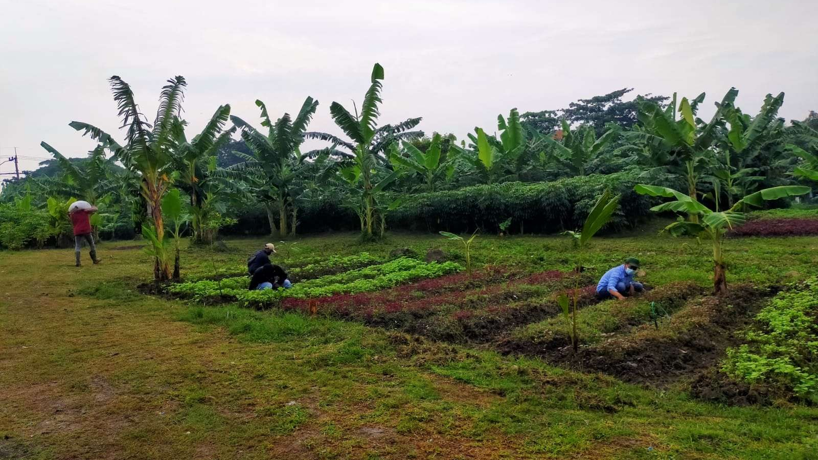 BTKD Tambak Wedi Surabaya, salah satu lahan tidur yang digunakan untuk menanam bahan pangan. (Foto: Istimewa)