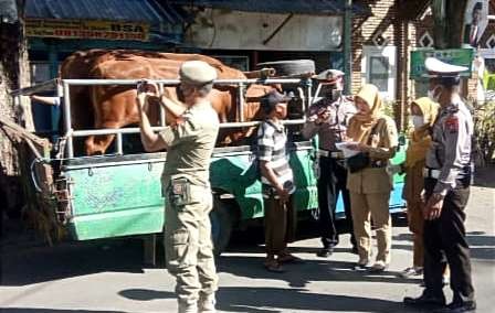 Petugas gabungan menghentikan mobil pengangkut hewan ternak untuk mencegah PMK masuk wilayah Bondowoso. (Foto: Guido Saphan/Ngopibareng.id)