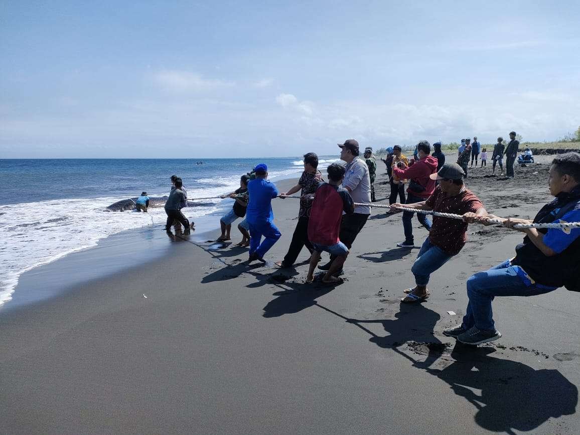 Petugas gabungan dibantu warga berusaha menarik bangkai ikan hiu tutul di Pantai Nyamplong Kobong, Gumukmas, Jember (Foto:Istimewa)