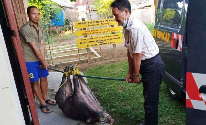 Petugas Polsek Muncar menyerahkan babi hutan yang ditangkap warga kepada petugas Taman Nasional Alas Purwo (foto:istimewa)