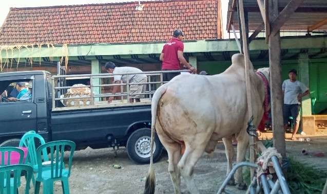 Seserahan berupa sapi jantan dari keluarga calon mempelai pria di Kecamatan Kerek, Kabupaten Tuban (Foto: Khoirul Huda/Ngopibareng.id)