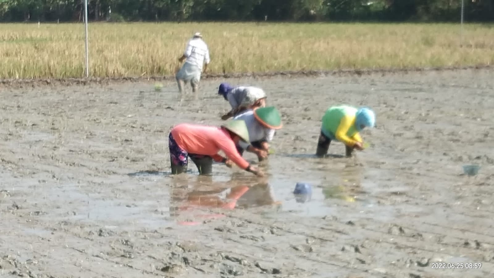 Warga mulai mencoba pertanian sistem rice intensification (SRI) Organik. (Foto: ist)
