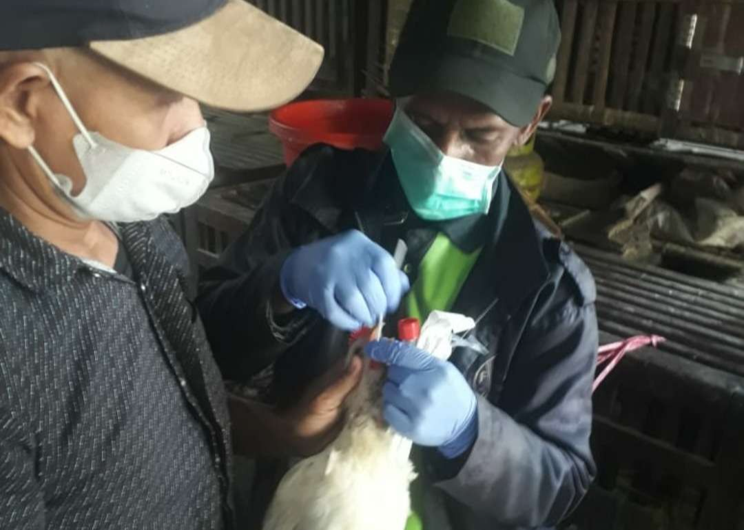 Dinas Ketahanan Pangan dan Pertanian (DKPP) Kota Surabaya melakukan swab unggas di pasar tradisional untuk cegah flu burung. (Foto: Istimewa)