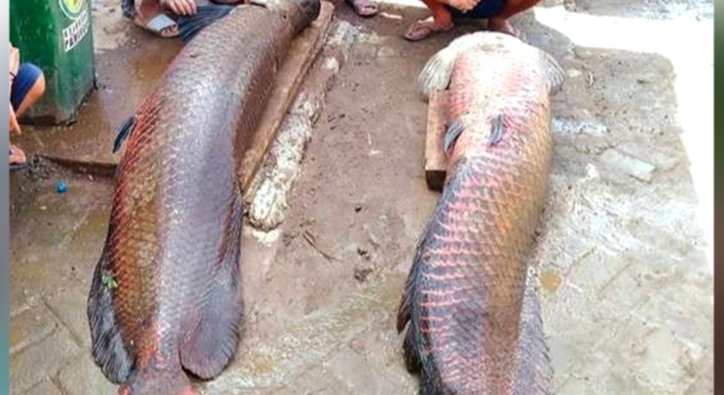 Warga di Kabupaten Garut menemukan ikan Arapaima terdampar saat banjir bandang.(Foto: Istimewa)