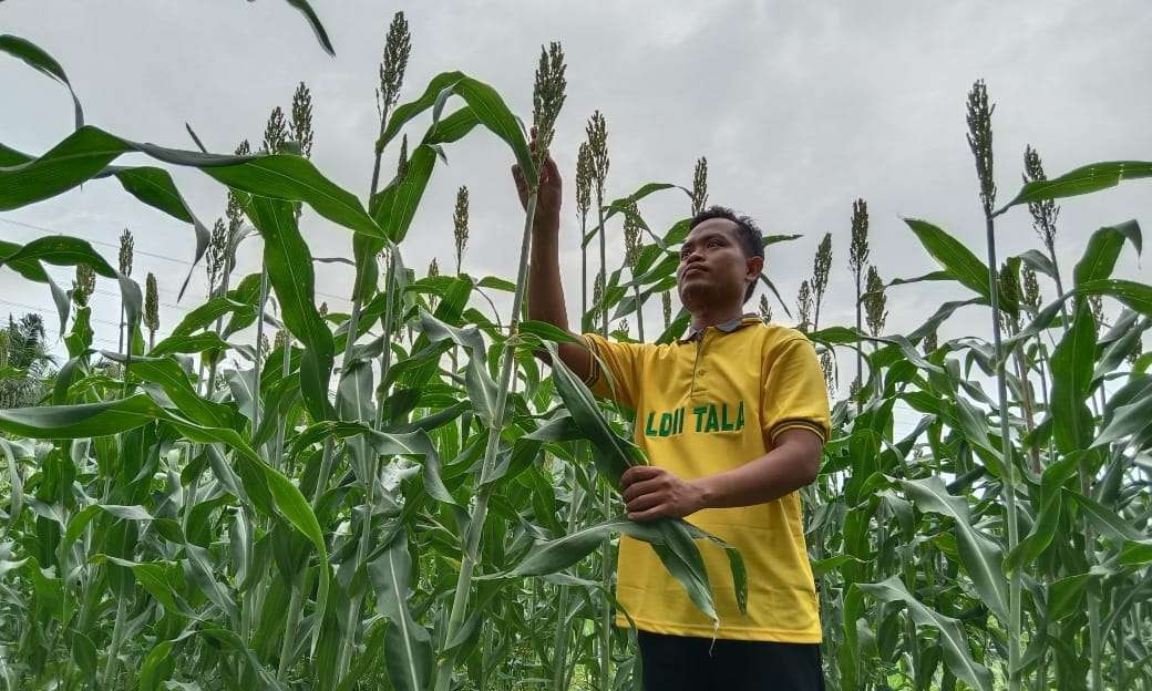 Ketua DPD LDII Kalsel Anton Kuswoyo berhasil membudidayakan tanaman sorgum sebagai pengganti nasi (Foto: Istimewa).