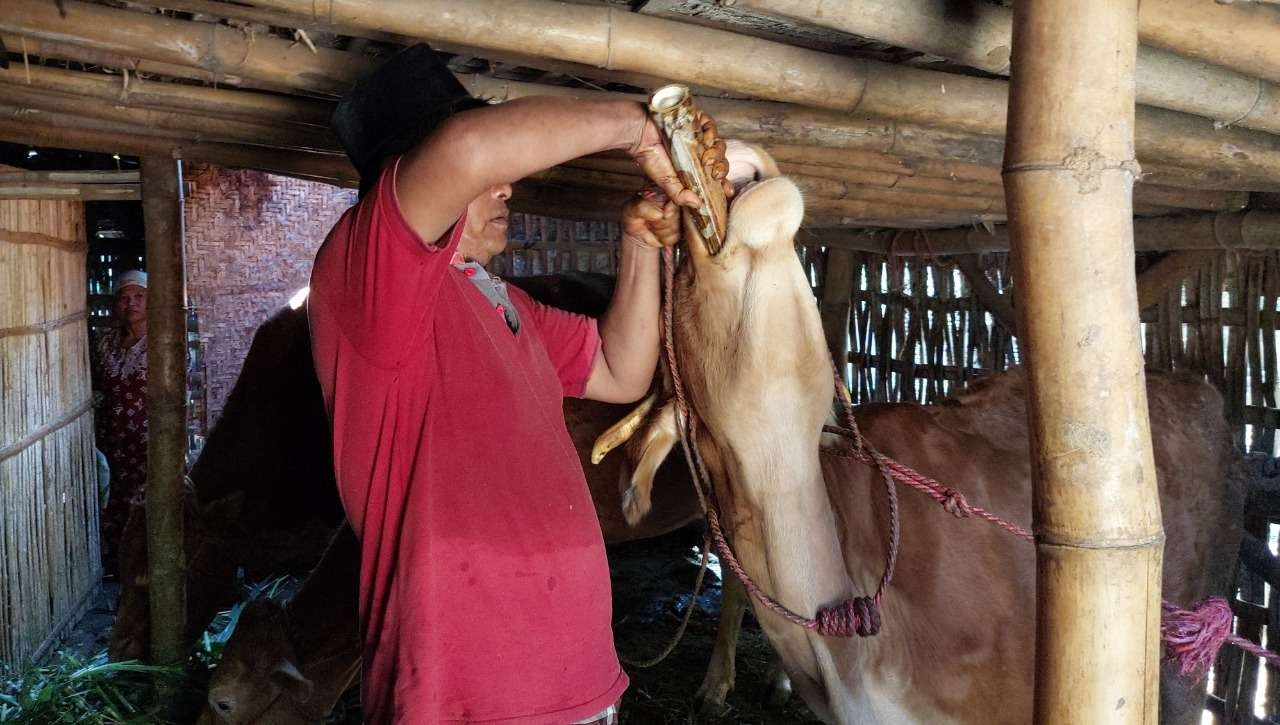 Peternak di Kecamatan Tongas, Kabupaten Probolinggo memberikan obat herbal kepada sapinya. (Foto: Ikhsan Mahmudi/Ngopibareng.id)