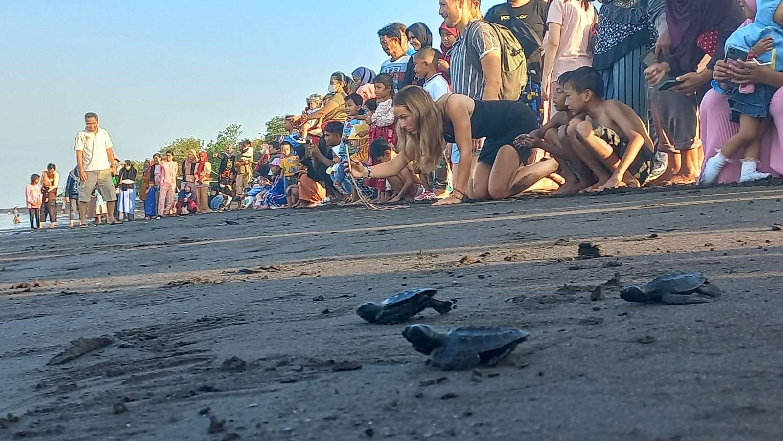 Puluhan tukik dilepasliarkan di kawasan pantai Pulau Santen (foto:istimewa)