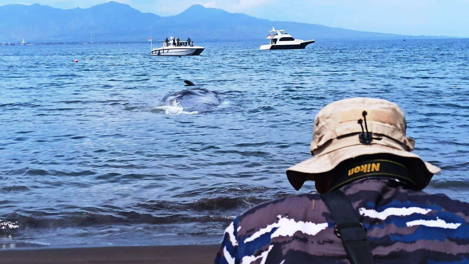 Bangkai paus sperma yang terdampar di Pantai Bulusan akan dikuburkan di tanah milik PT. ASDP Indonesia Ferry di Ketapang. (Foto: Muh Hujaini/Ngopibareng.id)
