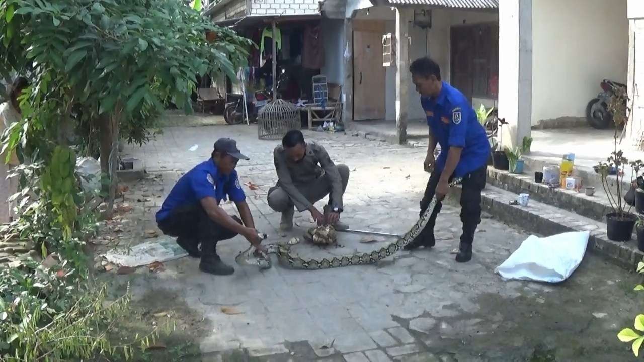 Petugas Satpol PP dan Damkar Tuban berhasil melakukan evakuasi ular piton (Foto: dok. Istimewa)