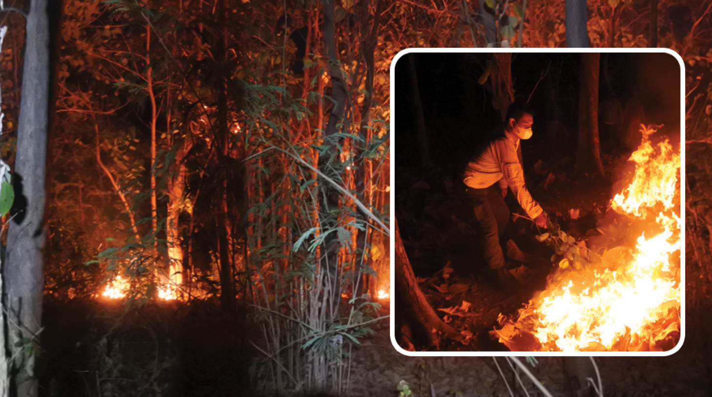 Hutan jati seluas 3 hektare milik KPH Perhutani Bondowoso di petak 55 Desa Bageman, Kecamatan Kendit, Situbondo terbakar.(Foto: BPBD Situbondo)