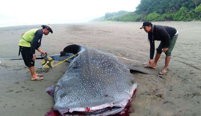 Petugas TNAP mengukur bangkai hiu paus yang terdampar di Pantai Blok Kere (Foto: dok.TNAP)