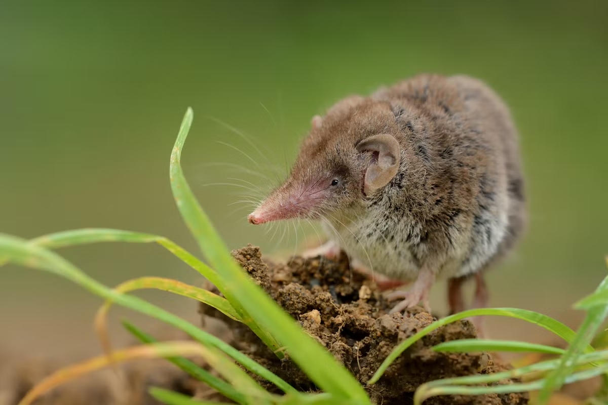 Virus zoonosis baru, ditemukan lagi di China. Penelitian menemukan banyak virus ini pada tikus. (Foto: independent)