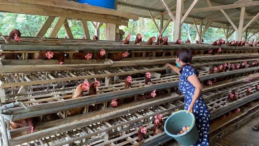 Salah satu peternakan ayam petelur di Kelurahan Wonokoyo, Kedungkandang, Kota Malang yang terdampak macetnya distribusi air bersih (Foto: Lalu Theo/ngopibareng.id)