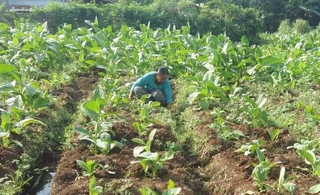 Petani tembakau di Kabupaten Probolinggo disarankan menggunakan pupuk organik setelah pemerintah mencabut pupuk bersubsidi. (Foto: Ikhsan Mahmudi/Ngopibareng.id)