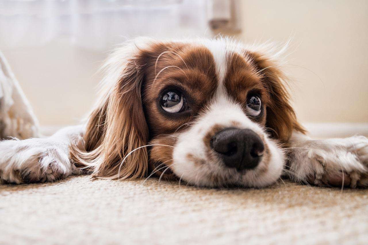 Gambar ilustrasi hewan anjing. (Foto: Pixabay)